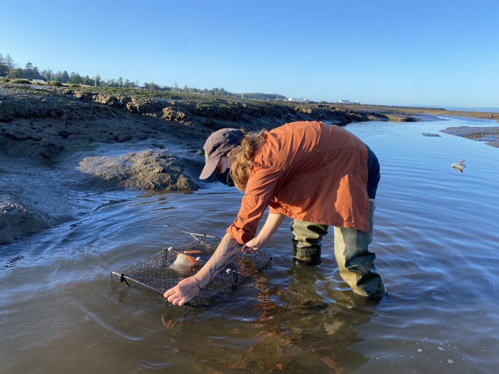 Washington Sea Grant coastal specialist Alex Stote sets a European green crab trap in the shallow waters of Willapa Bay.