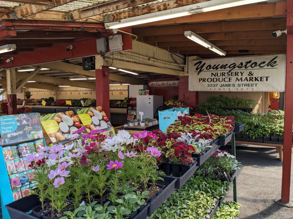 Youngstock's Nursery and Produce market with arrays of blooming flowers and vegetables.