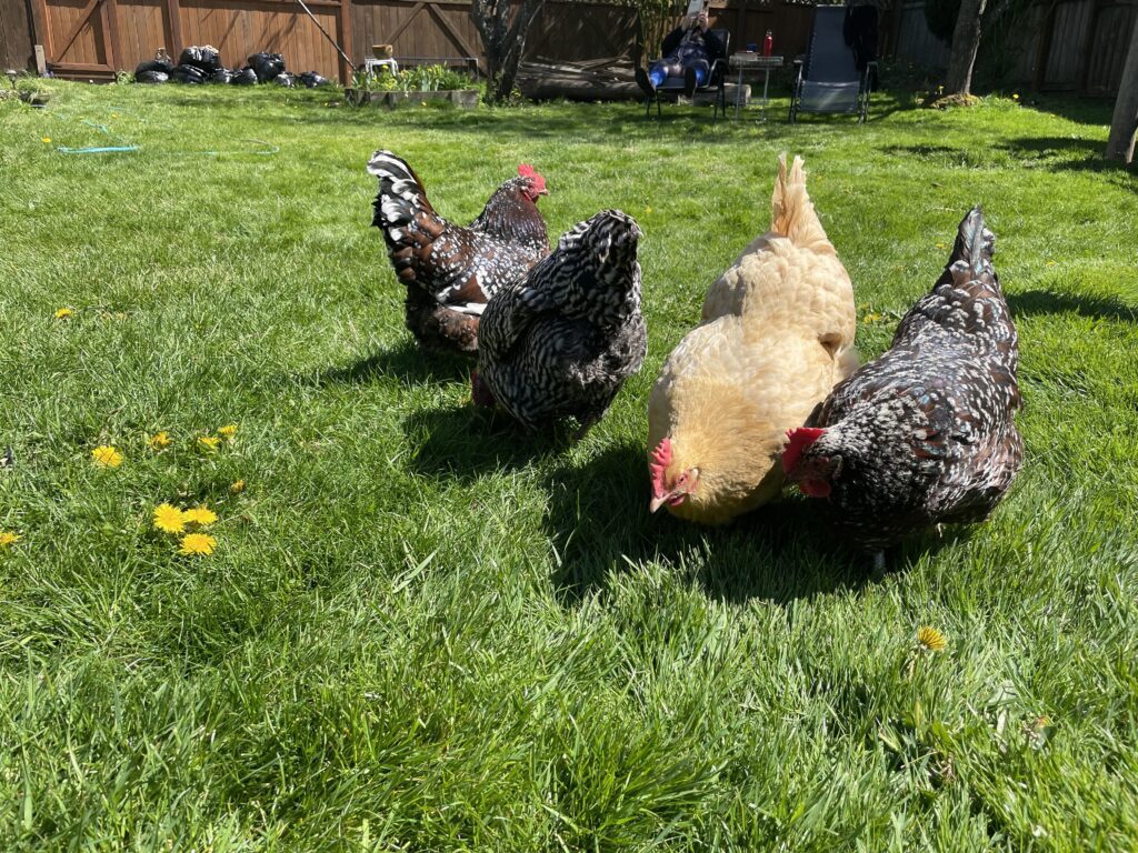 Chickens of various colors and designs grazing on the grass.