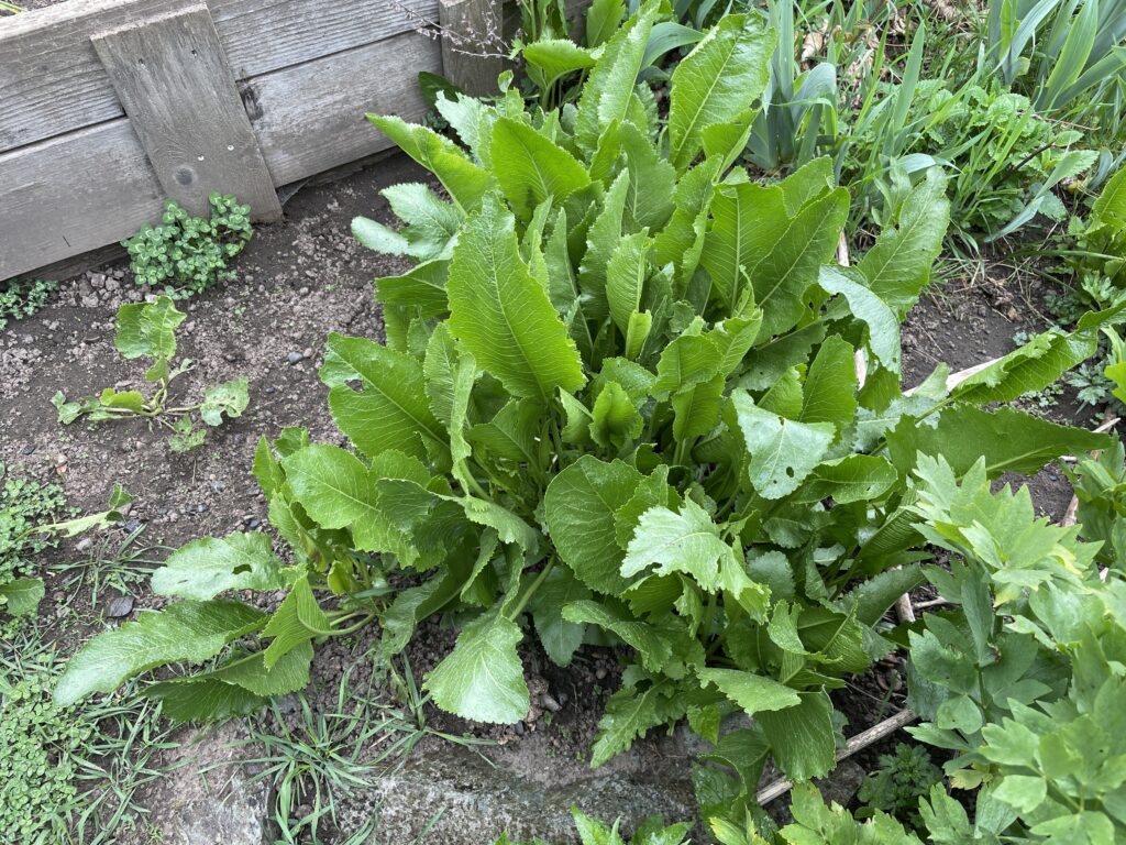 Horseradish blooming in a garden with large leaves.