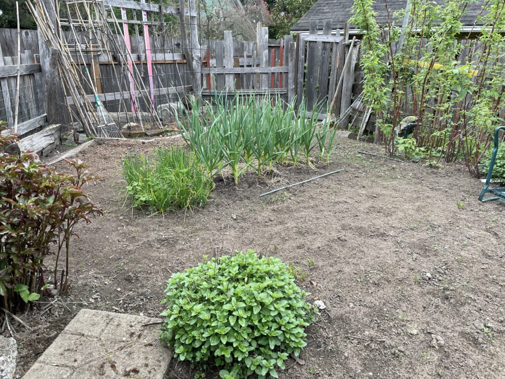 A garden plot is cleared for space for produce to be grown as garden tools rest on the fences surrounding the garden.