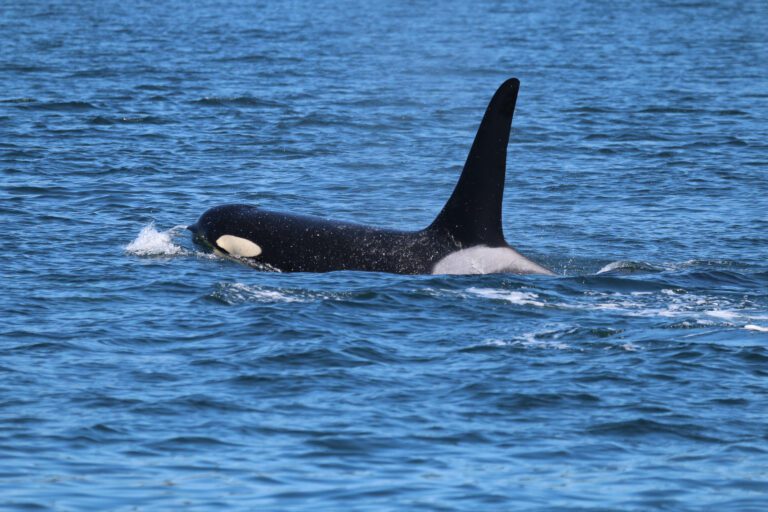 A Southern Resident orca breaches the waters of the Salish Sea.