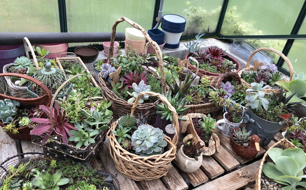 Succulent plants on display in an assortment of baskets and pots.