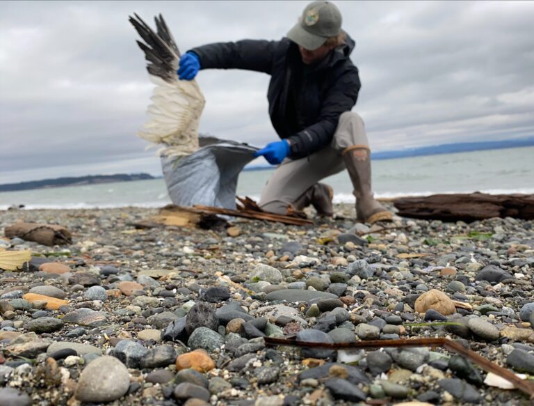 A Washington Department of Fish and Wildlife biologist collects dead snow geese to be carefully put away in a bag.