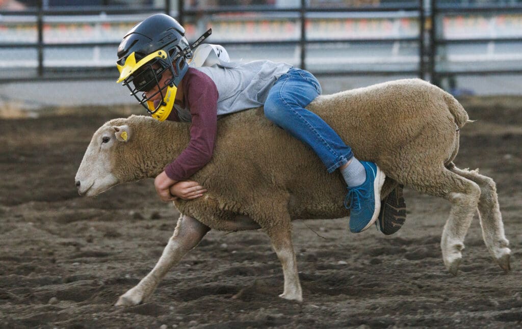 In spite of being blinded by his chinstrap, Colin Kroeker holds onto a lamb with both his limbs.