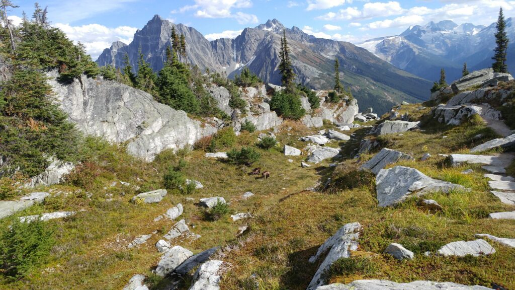 Two wolverines frolic in the grass at Rogers Pass surrounded by grassy fields covered in rocks.