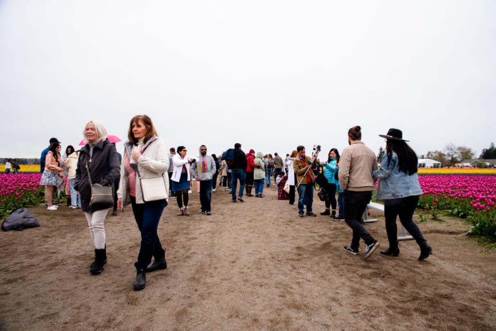 Festival visitors walk on a path in the middle of the tulip field.