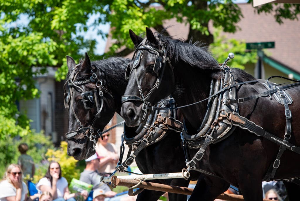 A pair of horses pull the Stremler Gravel float.