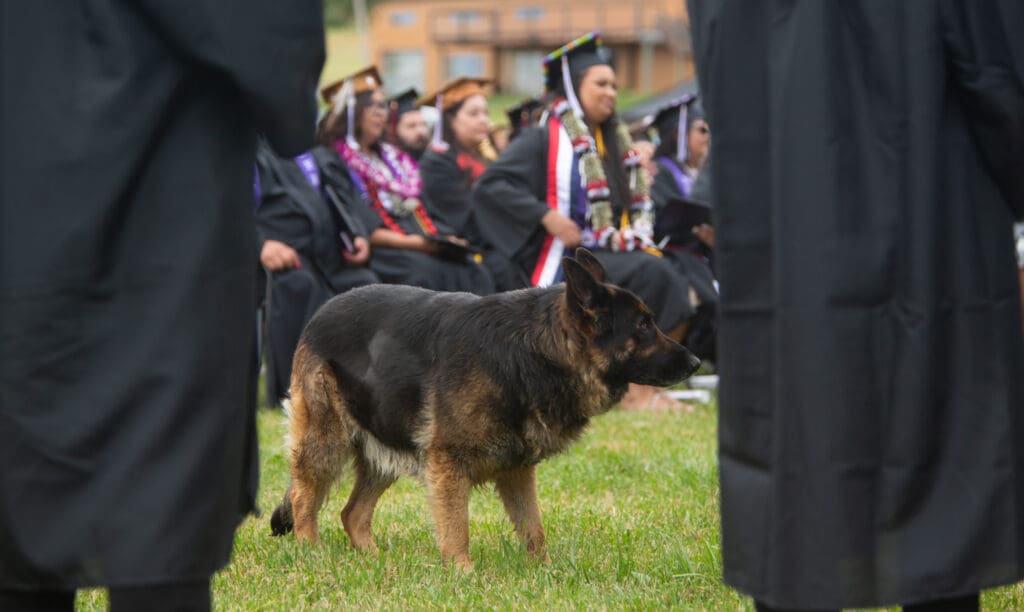 A dog joins the Northwest Indian College graduation.