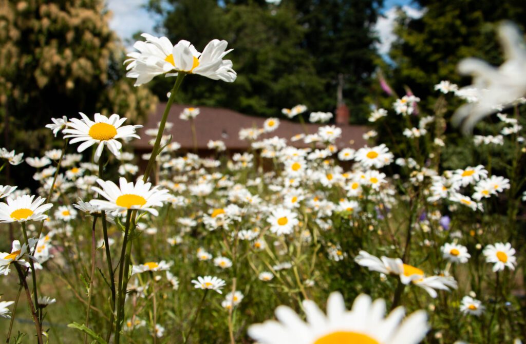 A garden of daisies and wildflowers bloom underneath the sun.