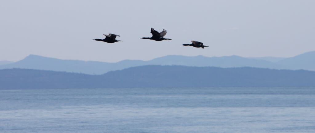 Cormorants fly off Point Roberts on Wednesday