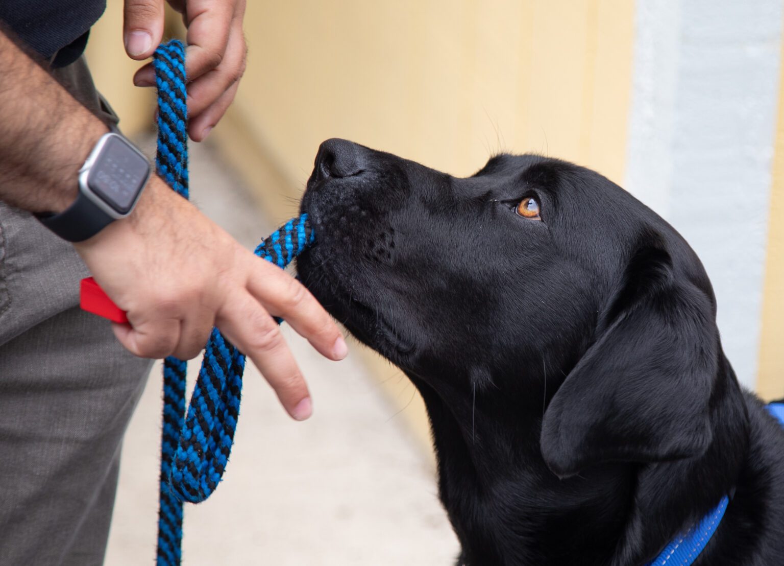 Ace returns his lead to his trainer with the lead in his mouth.