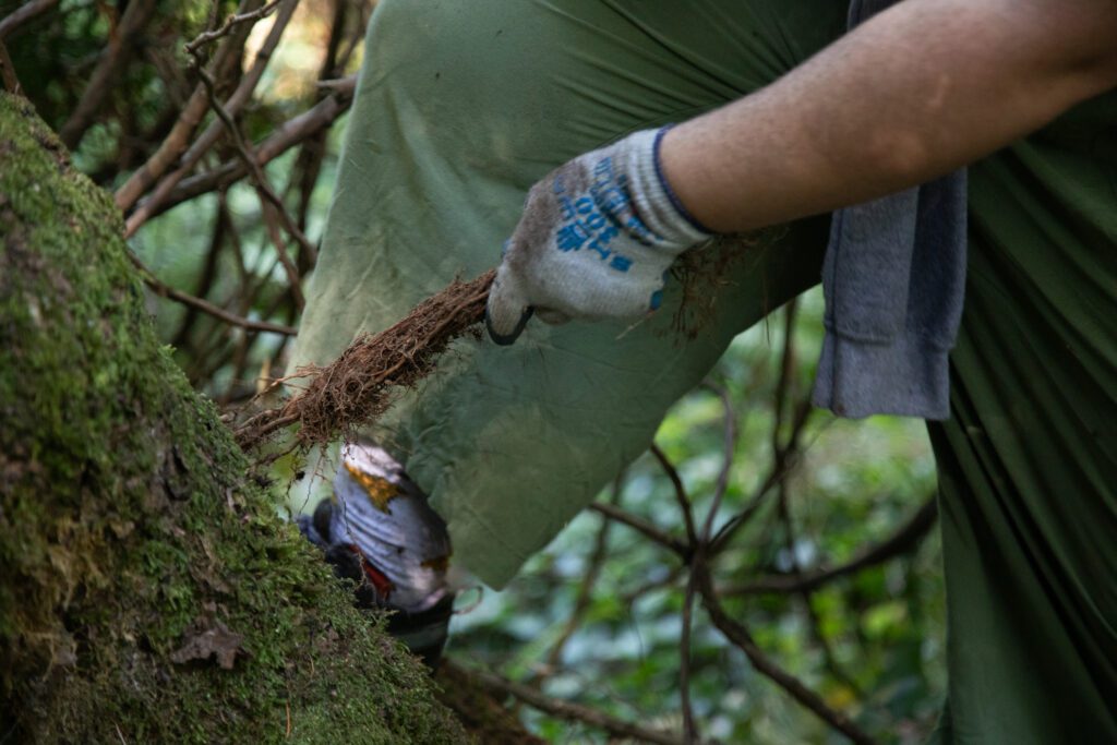 Evy Oldham, 18, rips an ivy vine from a tree by putting his foot on the tree for leverage.