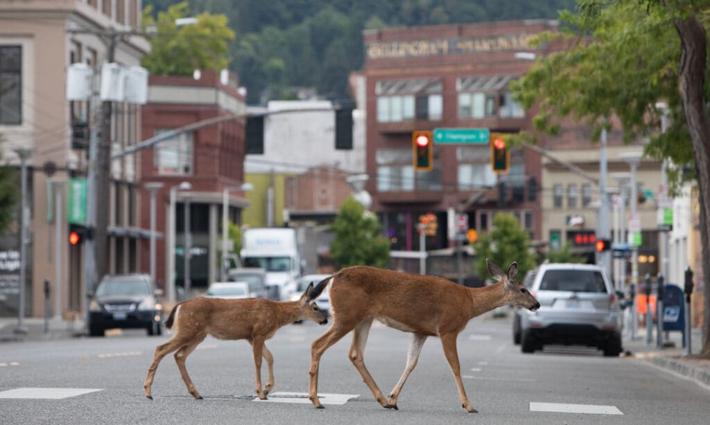 A doe and fawn cross a Prospect Street crosswalk Tuesday