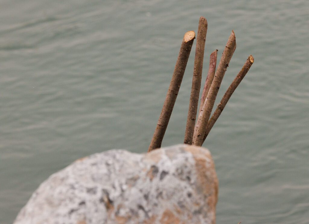 5 Willow poles stick out from riprap along the Skagit River.