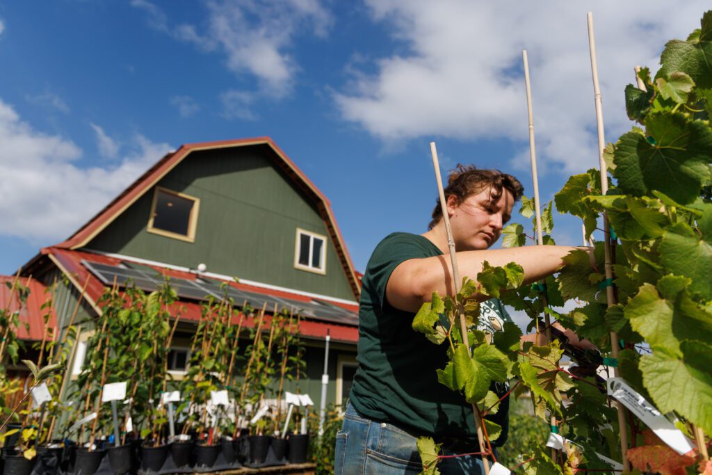 Nursery Associate Rachel Wood prunes through grape starters with the large barn behind them.