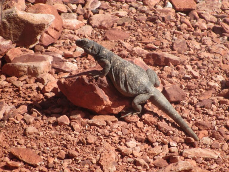 A chuckwalla lizard lounges on an orange rock underneath the beating sun.