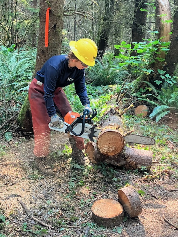 A Washington Conservation Corps crew member cuts through logs with a chainsaw.