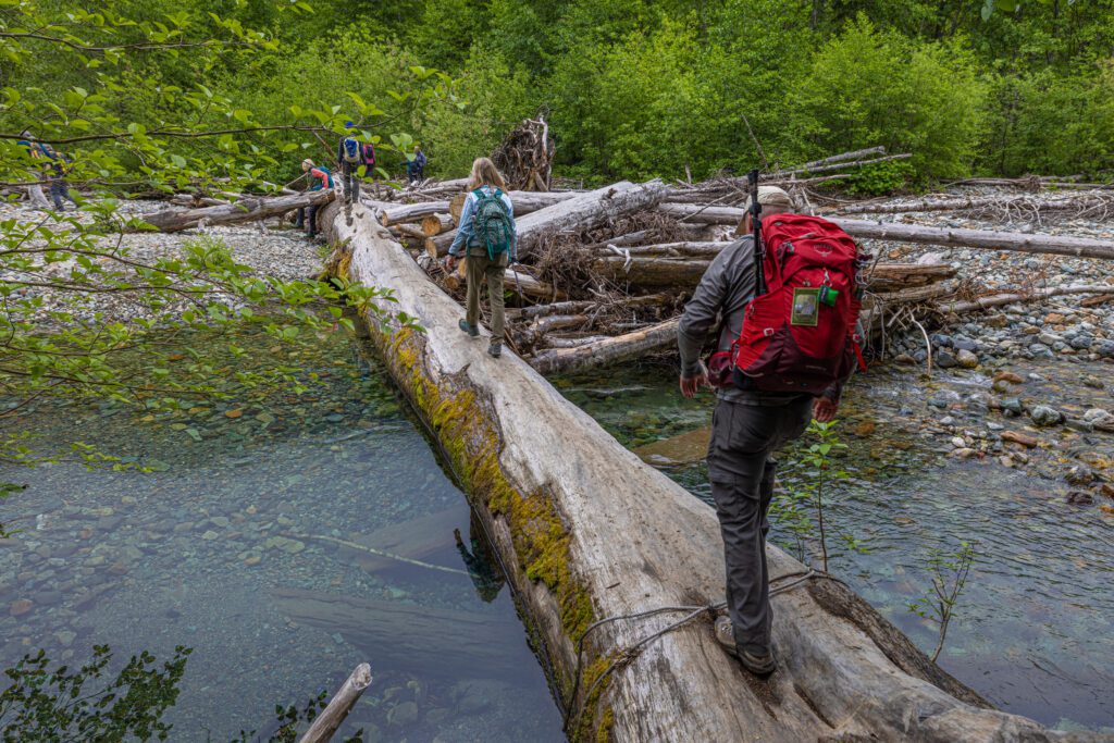 Vernon Brown of Bellingham, right, balances himself on a fallen log to cross over the river as other hikers wait at the other end.