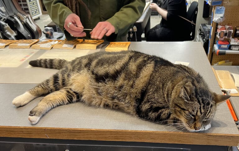 Saul the cat sleeps on a counter at Bellingham Wind Works as his owner works the till behind him.