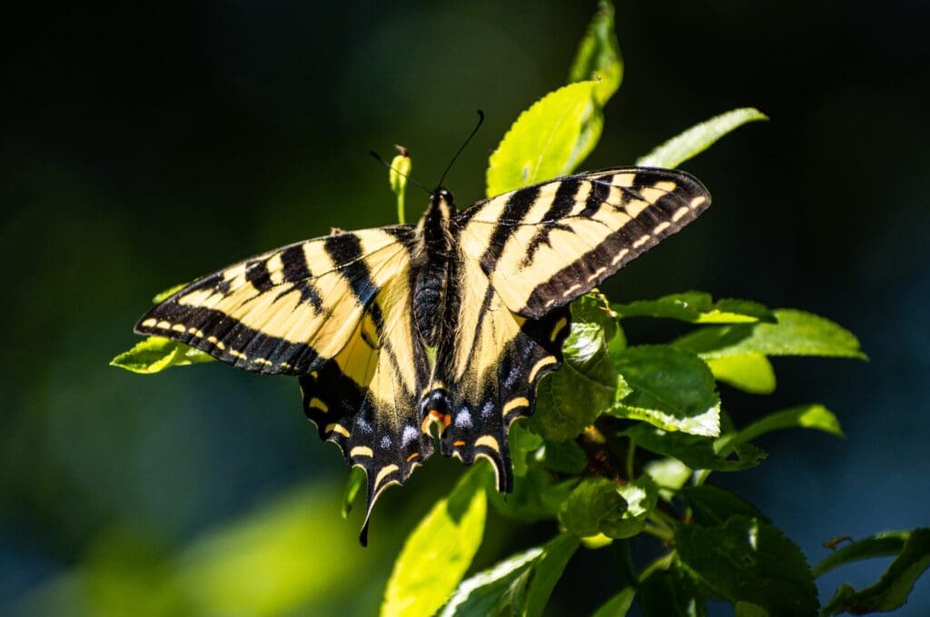 A Western Tiger Swallowtail butterfly rests on a leaf in May at Hoag’s Pond in Bellingham.