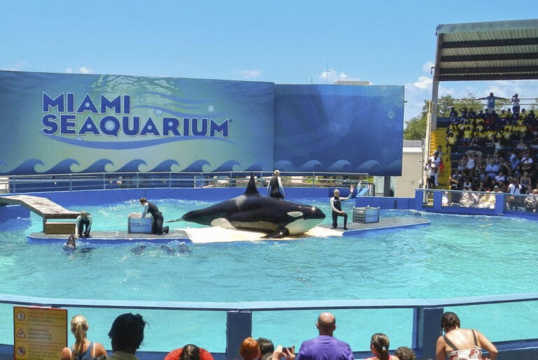 Tokitae, the famed Southern Resident orca in captivity at the Miami Seaquarium, performing in front of a large crowd.