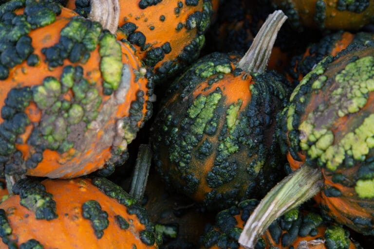 Different assortments of pumpkins in a crate.