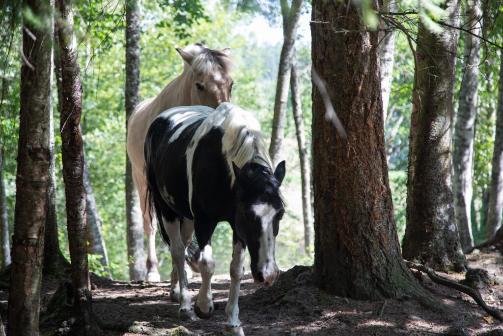 Spotticus, front, and Henry T. Fjord walk in between trees in the back pasture of the riding center.