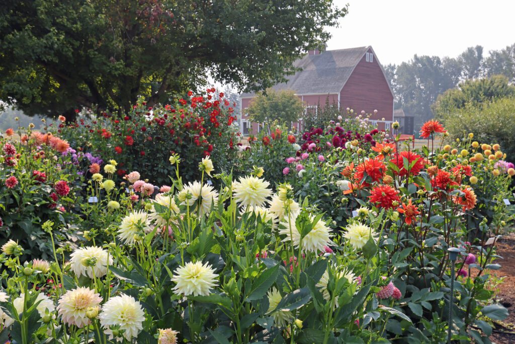 Bushes of blooming flowers stand tall amongst the bushes.