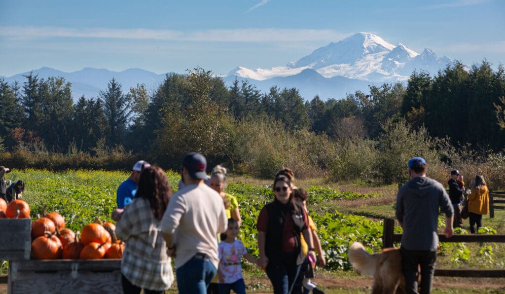 Mount Baker looms above Bellewood Farms as groups of people chat around the batches of pumpkins by their side.