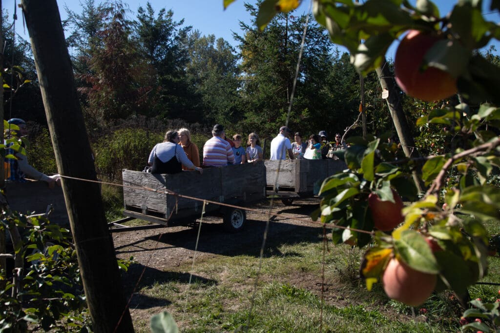 Visitors take a free tractor ride in wooden carriages into Bellewood's apple orchard.