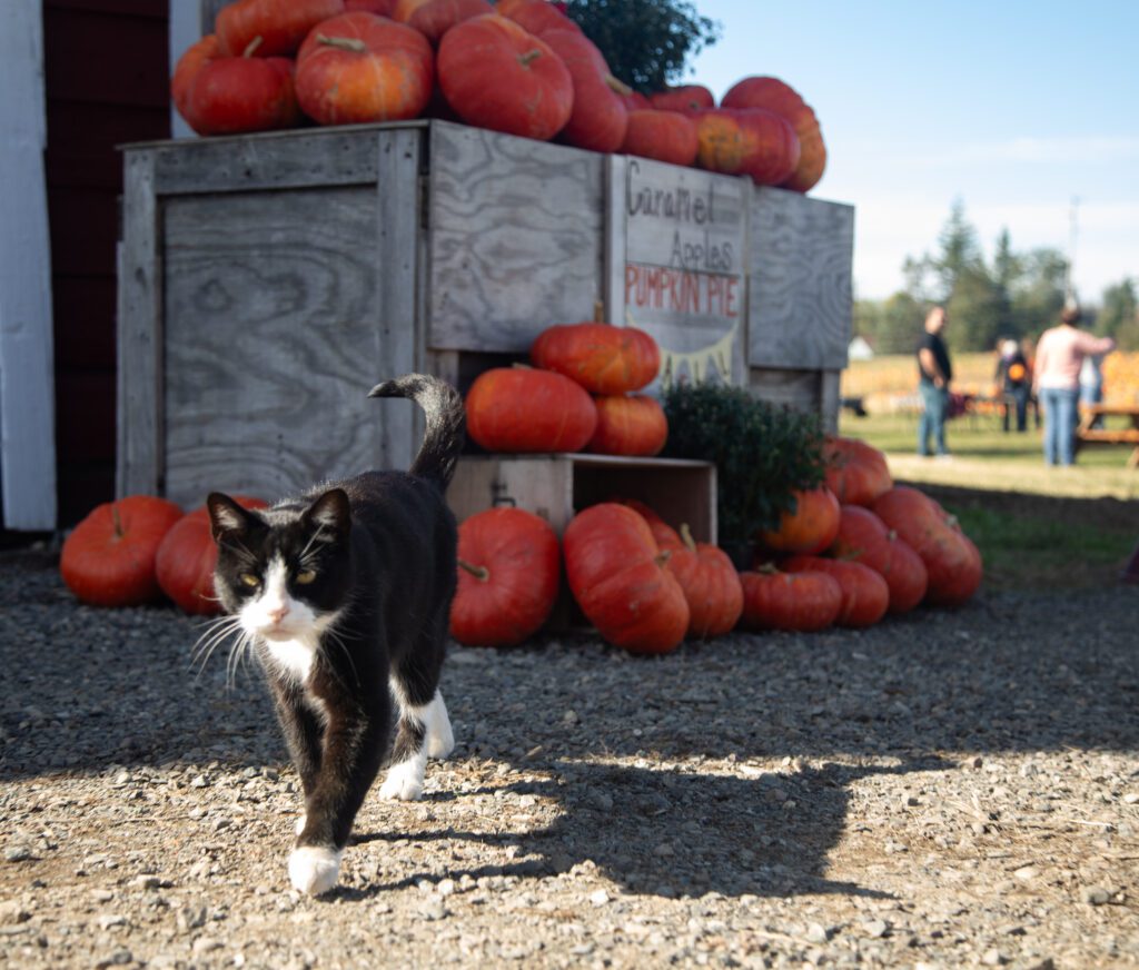 Robbie, Willetta Farm's resident cat, walks up to the camera in curiosity.