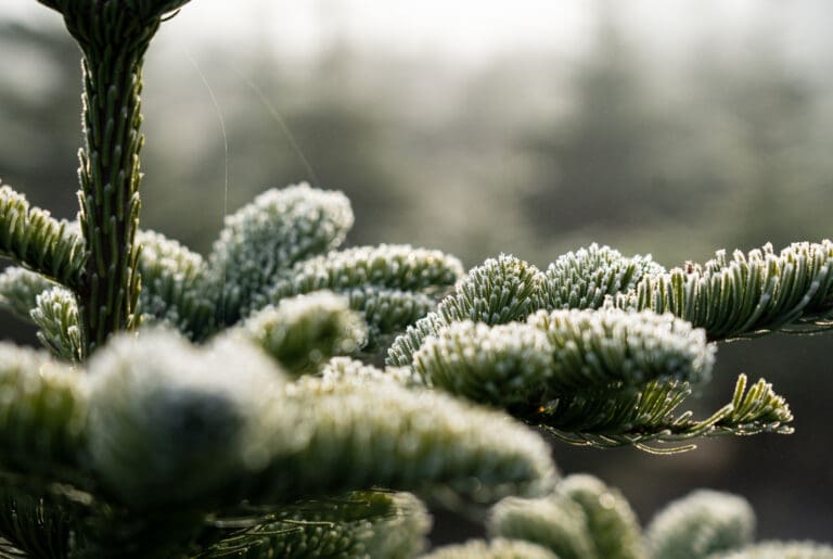 Frost covers the top of pine needles of a Nordmann fir tree.