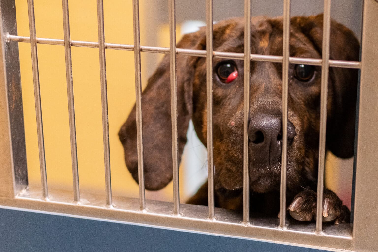 Pogo, a hound mix, looks through the gated kennel with one eye damaged.
