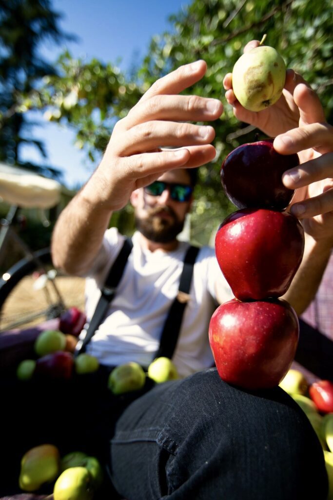 People stack apples on a man's knee.