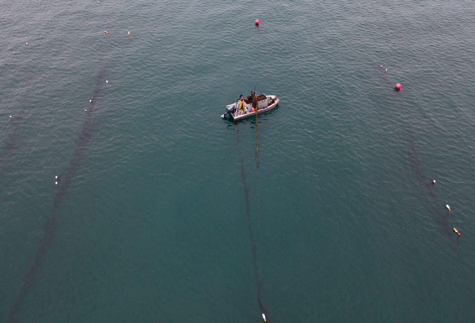 Harvesters pull one of many lines of sugar kelp from the water off of Lummi Island on April 5.