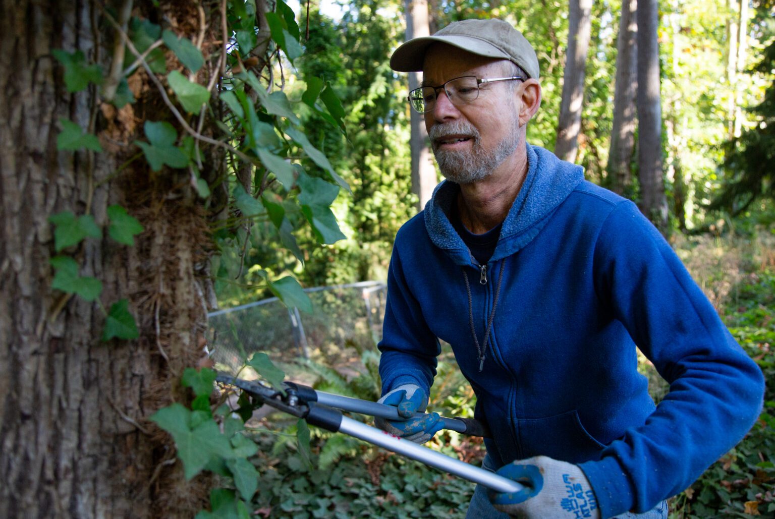 Michael Feerer, executive director of the Whatcom Million Trees Project, clips ivy vines with a metal cutter.