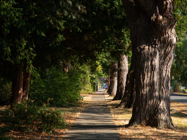 A path in between dense bushes and rows of large trees line up along the sidewalk.