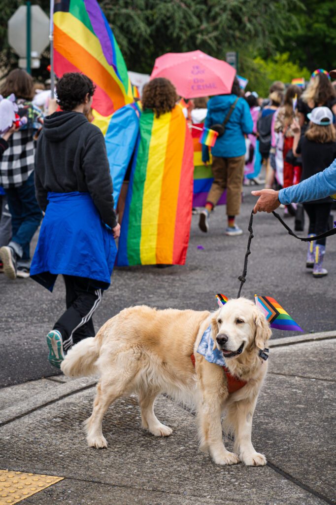 A dog wearing pride flags stands on the sidelines of Whatcom Youth Pride.