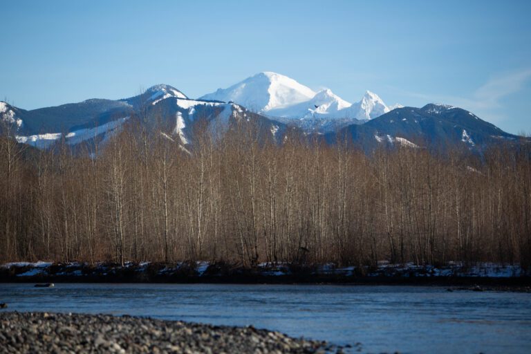 The Nooksack River surrounded by leafless trees as the snowy mountains loom over the horizon.