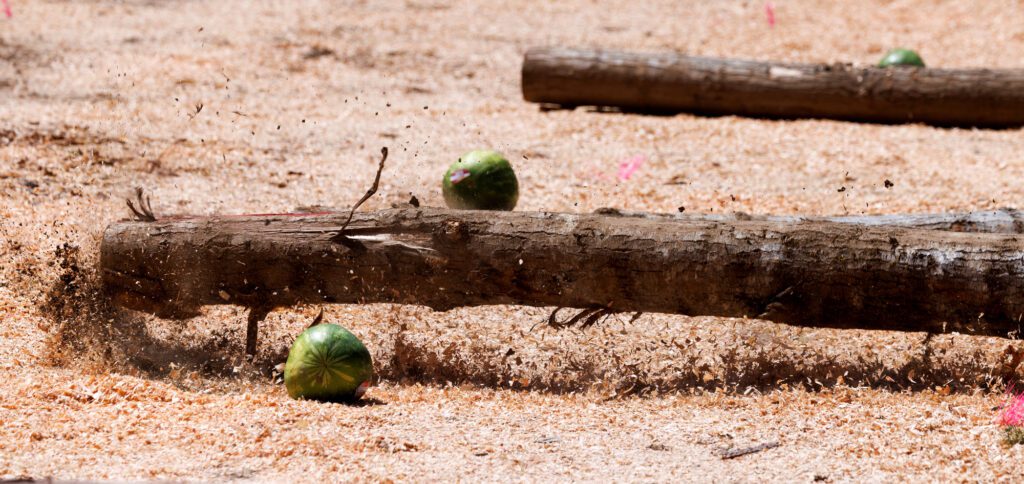 A pole nearly hits a target watermelon during competition. Hitting a watermelon is a win over the fastest time in the pole falling event.