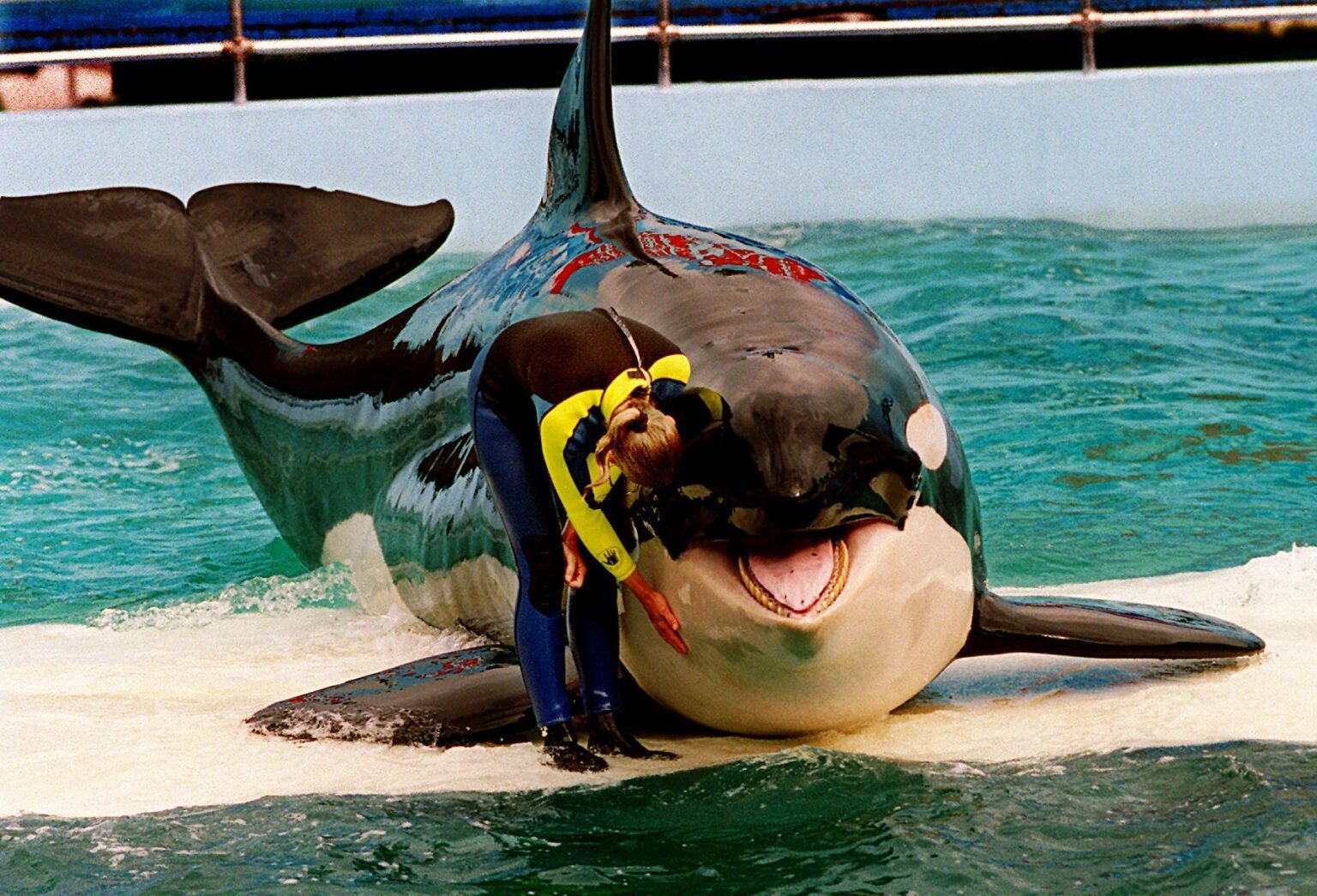 Trainer Marcia Hinton pets Lolita as she is out of the water for a performance.