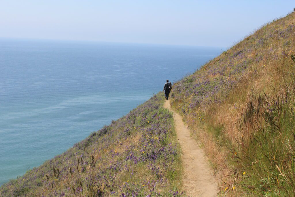 Hikers walk on the cleared path surrounded by flowers next to the water.