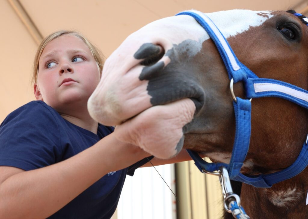 Riley VanLoo looks at her grandma while putting accessories in Jock's mane at the Northwest Washington Fair on Thursday, Aug. 8. Four generations of the Hamstra family manage the Mt. Baker Clydesdales in Lynden.