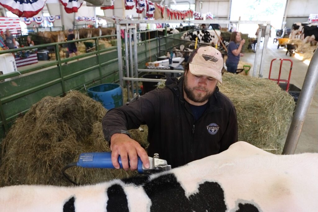 Kyle Moon, from Iowa, shaves a cow down.