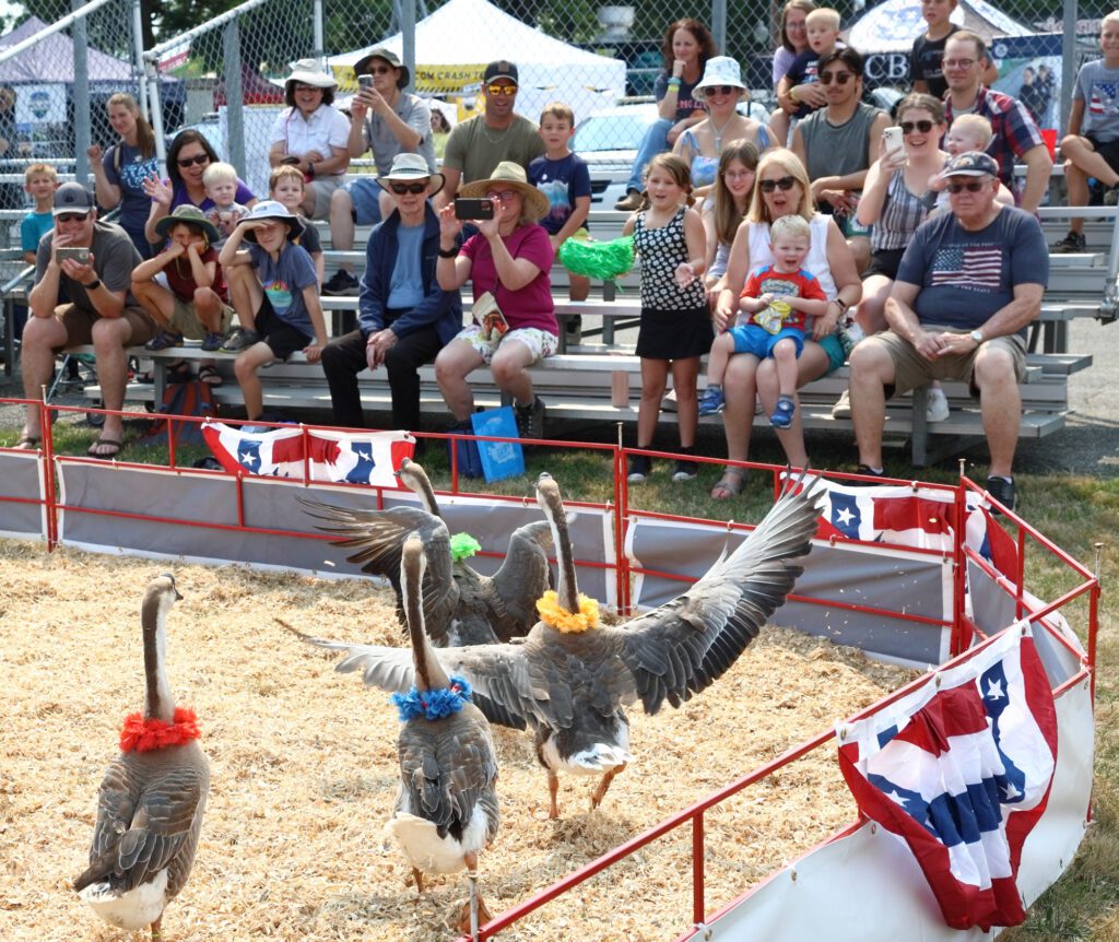 Geese race in the All Creatures Barnyard Races.