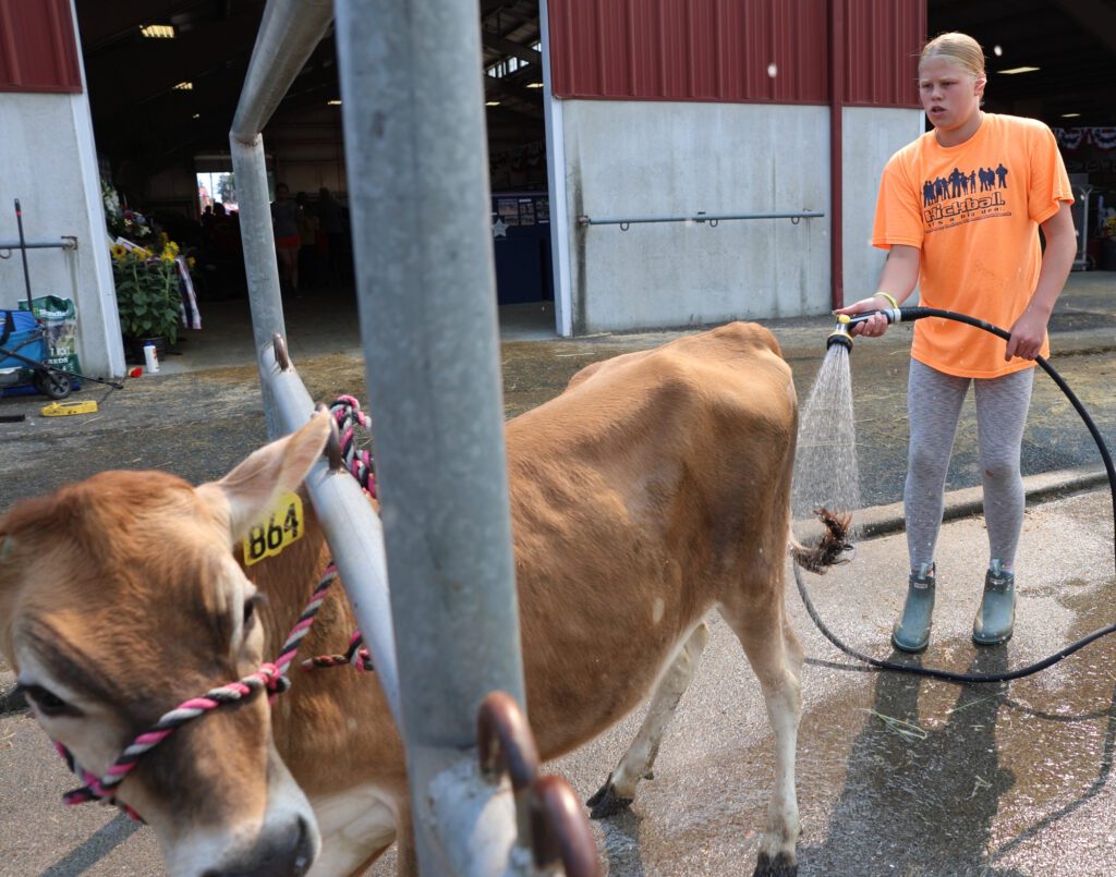 Jessica DeJong sprays down a calf.