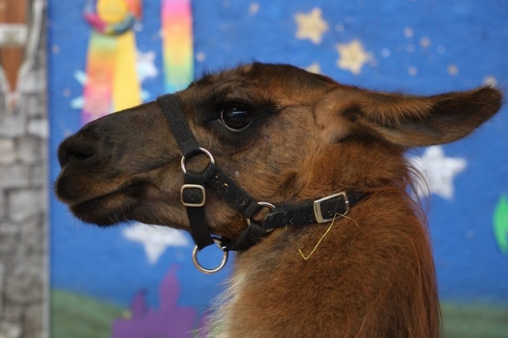 A llama, owned by a 4-H clubber, hangs out in its pen in the barn.