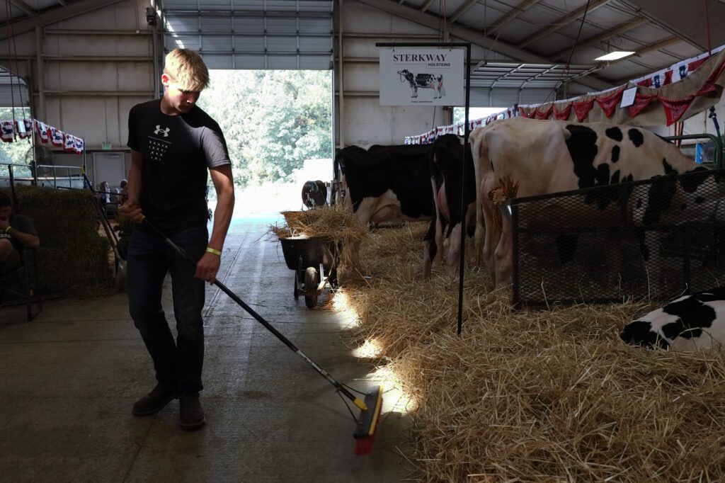 Kaden Veldman sweeps hay into the stalls for the 12 cows he and his family brought to the fair.