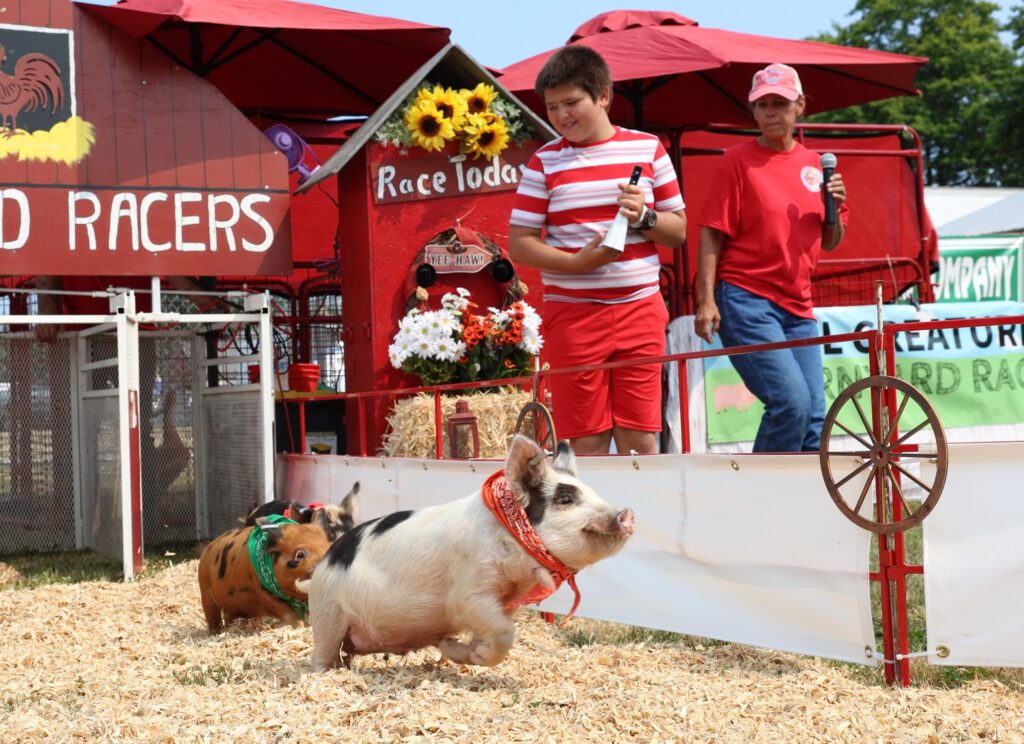 Pigs race at the first of many All Creatures Barnyard Races on opening day, Thursday, Aug. 8, at the Northwest Washington Fair in Lynden. The animals, including geese, ducks and pygmy goats, received treats for their hard runs.